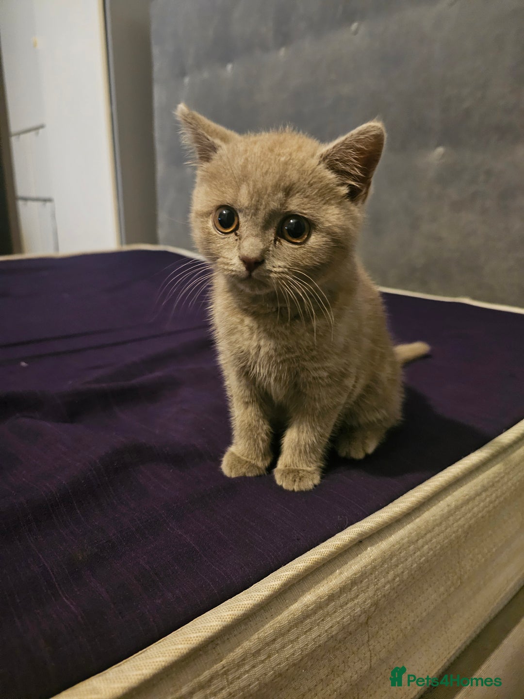 Brazilian Shorthair cats for sale: British short hair  - Image 3