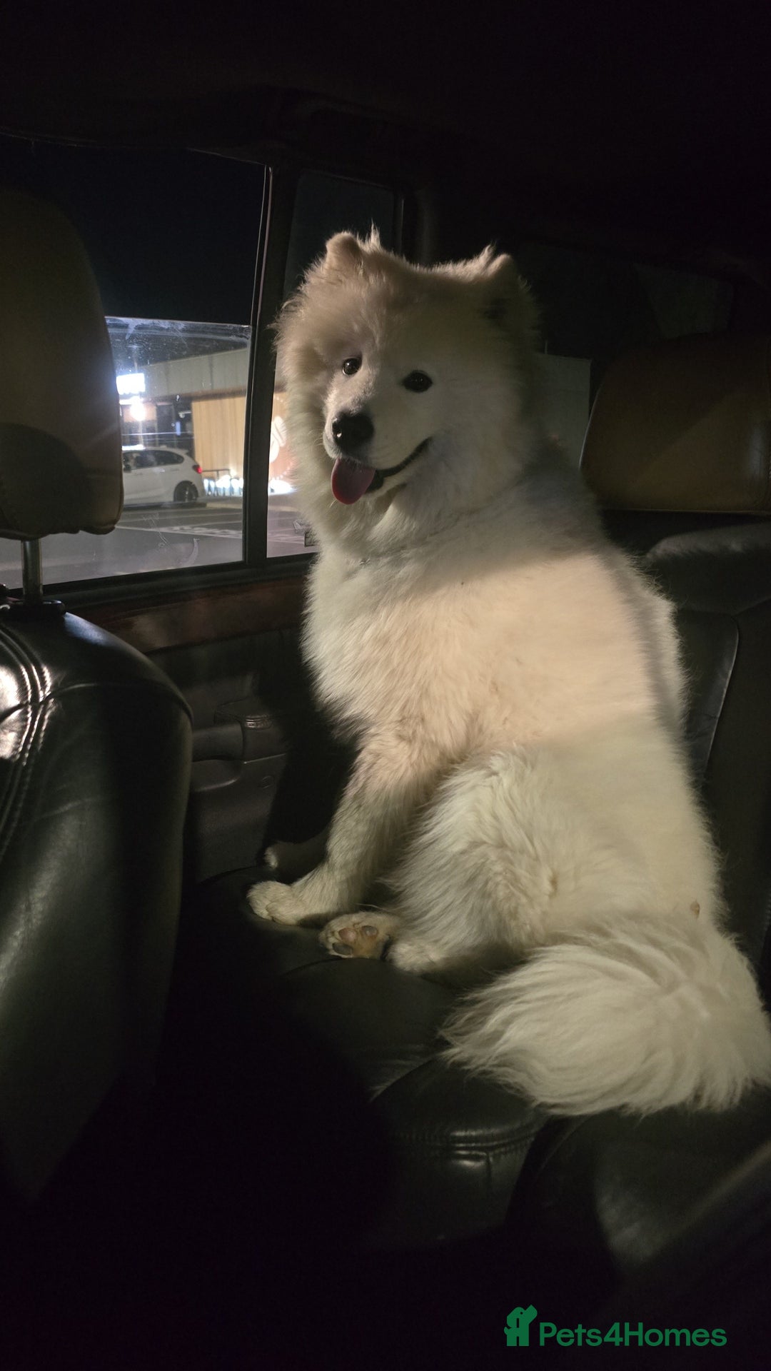 Samoyed dogs for sale: 9 month old Samoyed looking for a new home. - Advert 3