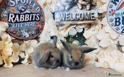 Mini Lion Lop rabbits for sale: Mini lion lops - Image 3