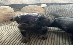 Cavapoo dogs for sale: Cavapoo x Cavalier - Image 16