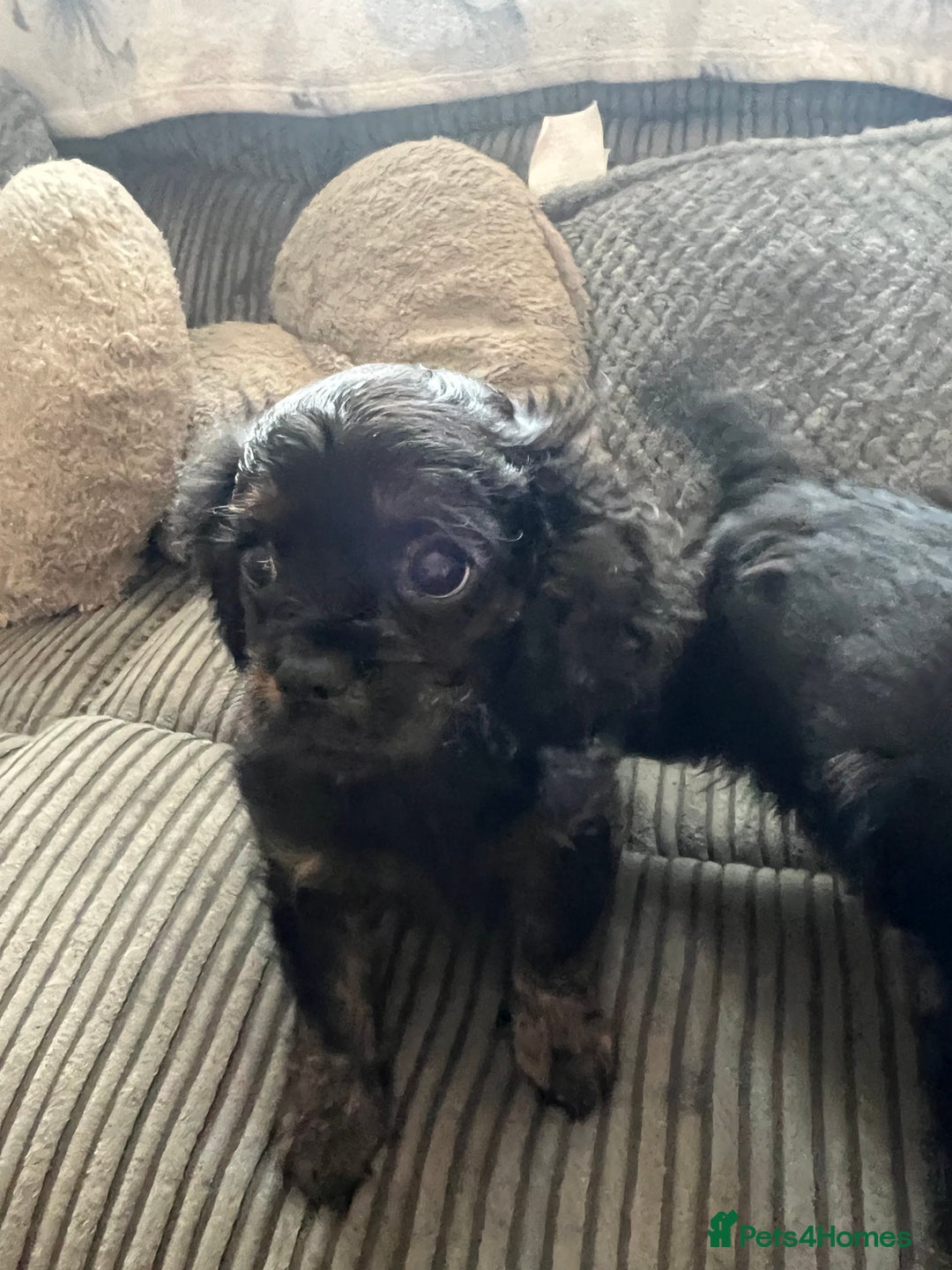 Cavapoo dogs for sale: Cavapoo x Cavalier - Image 16