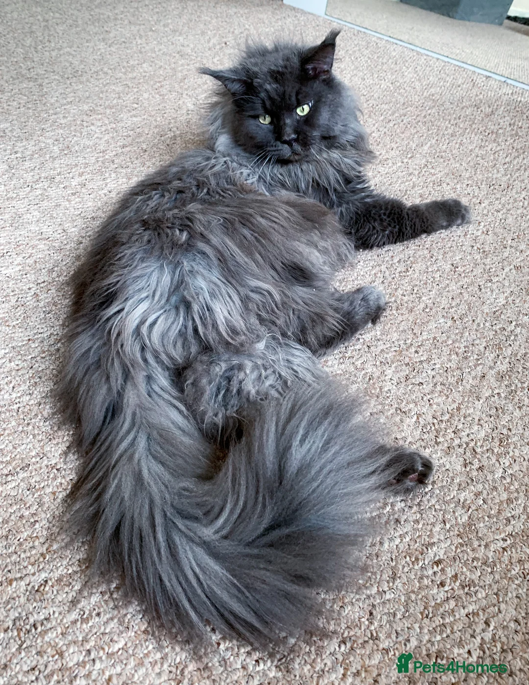 Maine Coon cats for stud: Blue boy for STUD in Ipswich - Advert 3