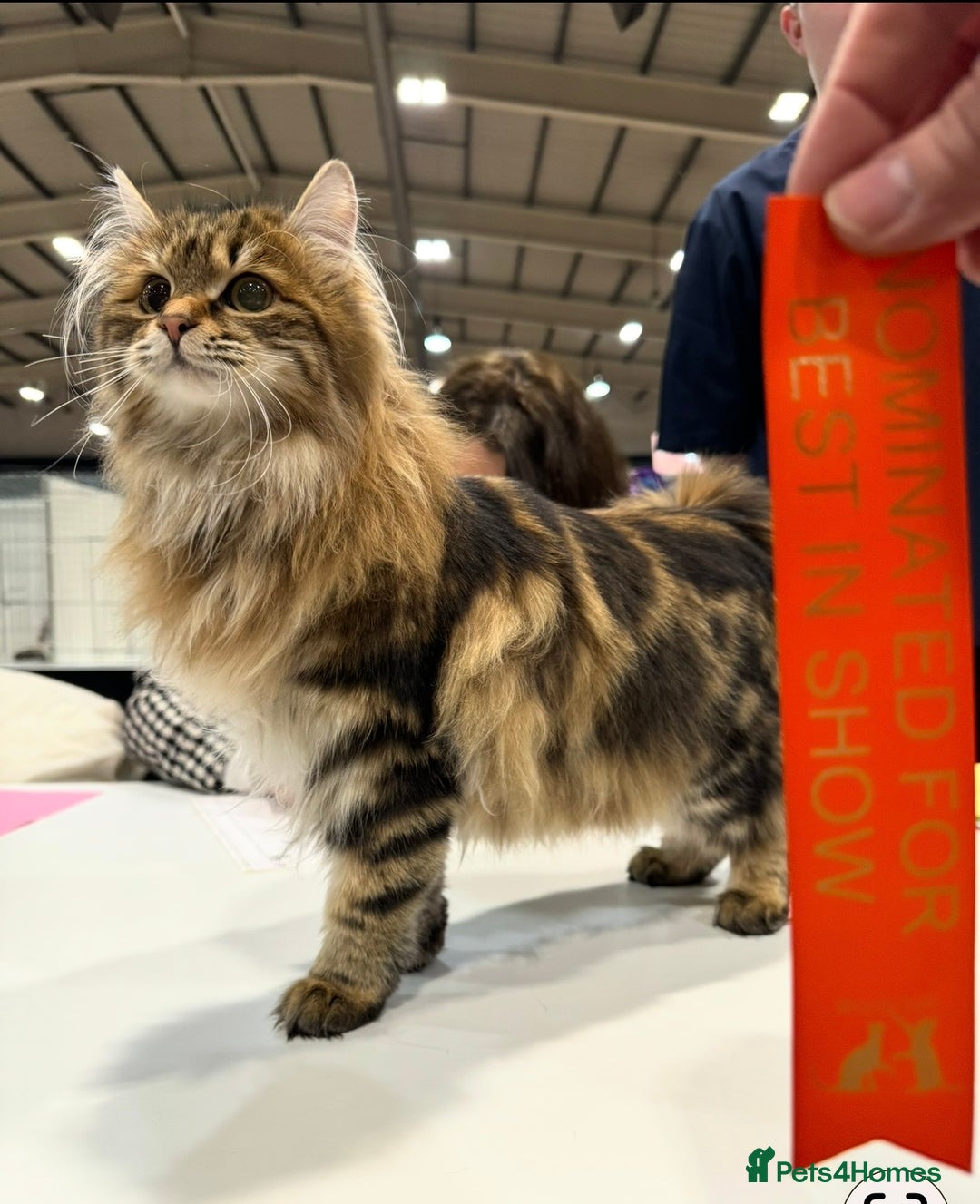 Kurilian Bobtail cats for sale: Young adult spayed Kurilian bobtail for 5* home - Advert 4