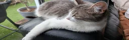 Mixed Breed cats for sale: 3 Tabby Kittens for Sale - Advert 16