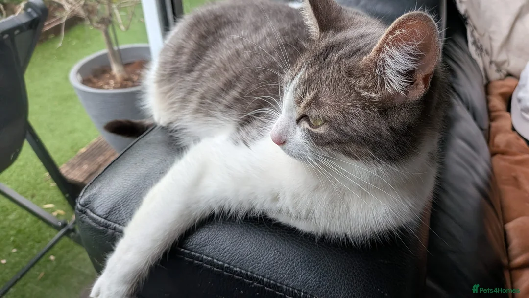 Mixed Breed cats for sale: 3 Tabby Kittens for Sale - Advert 16