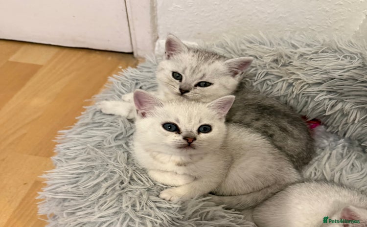British Shorthair cats - Advert 4
