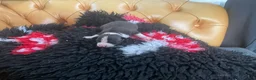 Italian Greyhound dogs for sale: Gorgeous Italian greyhound puppies  - Advert 18