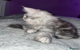 Maine Coon cats for sale: TICA registered Maine coon kittens  - Image 28