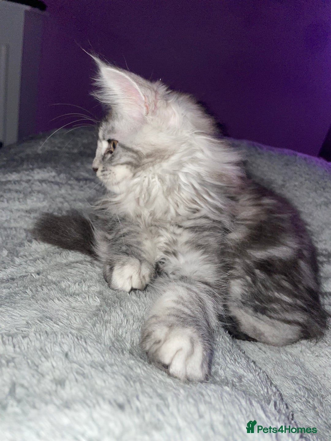 Maine Coon cats for sale: TICA registered Maine coon kittens  - Image 28