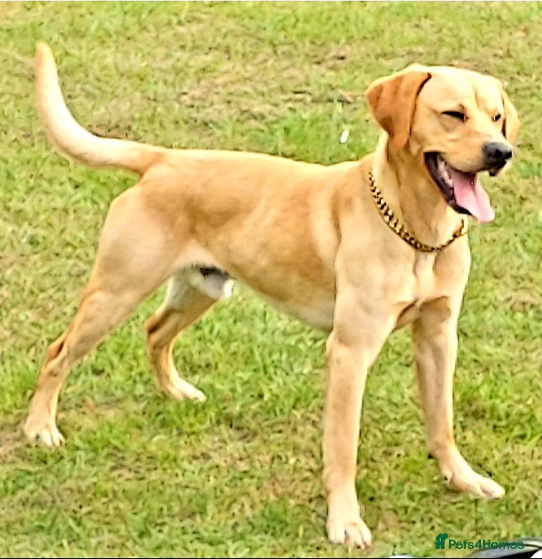 Labrador Retriever dogs for stud: PROVEN LABRADOR KC REG DNA HEALTH TESTED STUD - Advert 1