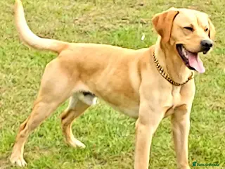 Labrador Retriever dogs PROVEN LABRADOR KC REG DNA HEALTH TESTED STUD in Pontefract - Advert 1