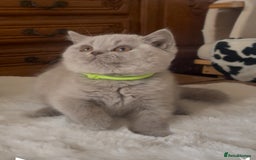 British Shorthair cats for sale: Two Beautiful BSH girls Champion line  - Image 5