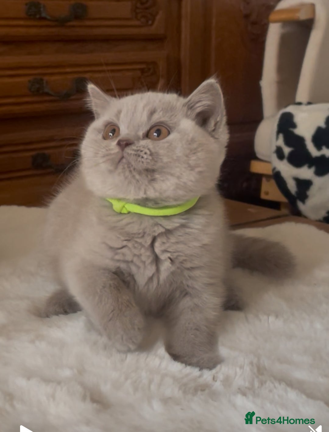 British Shorthair cats for sale: Two Beautiful BSH girls Champion line  - Image 5
