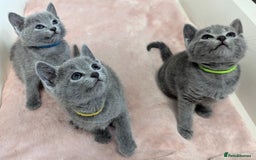 Russian Blue cats for sale: TICA Registered Affectionate Kittens - Image 9