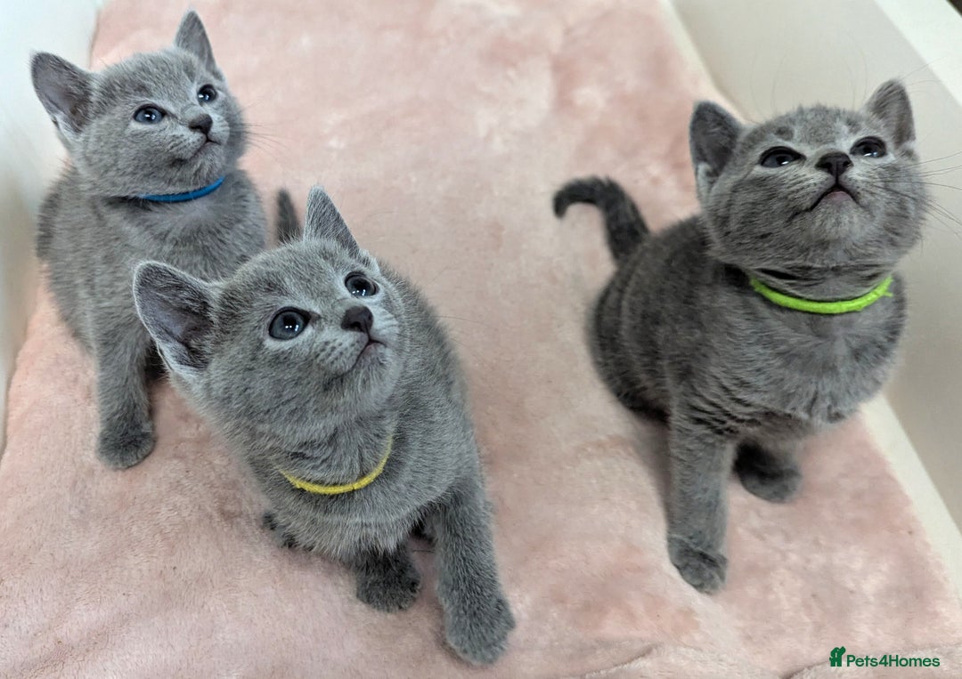 Russian Blue cats for sale: TICA Registered Affectionate Kittens - Image 9