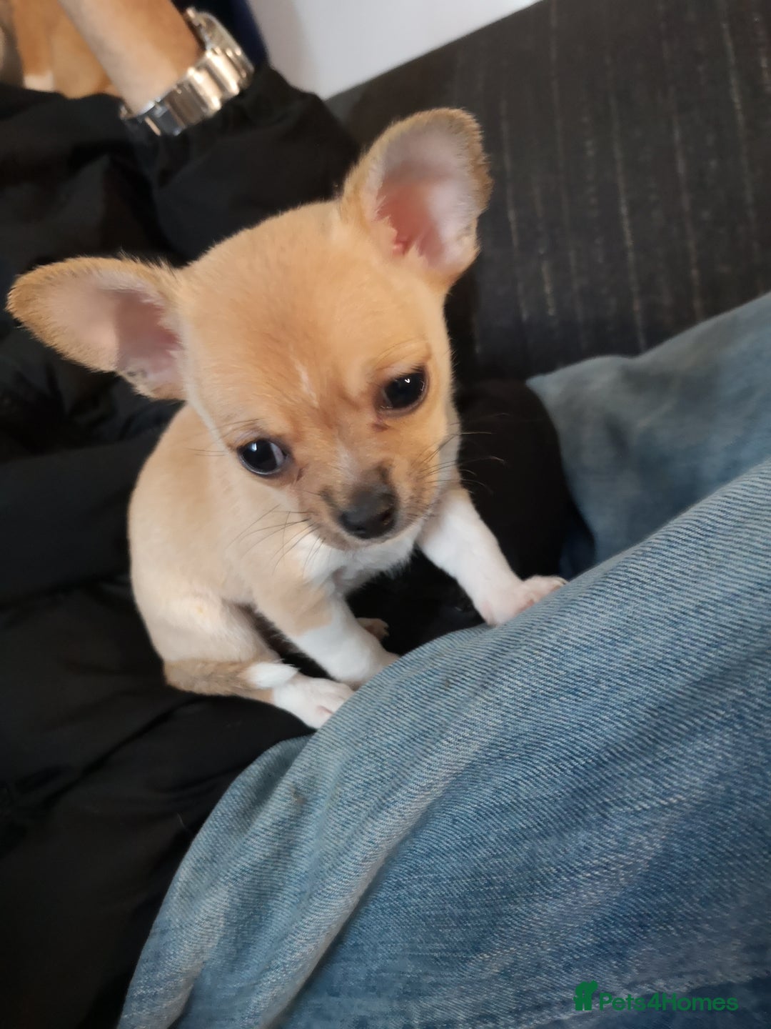 Chihuahua dogs for sale: Gorgeous tiny chibuahuas - Advert 22