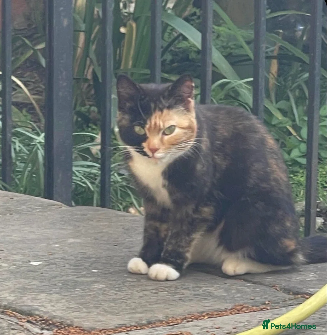 Mixed Breed cats for sale: Girl kitten - Advert 1