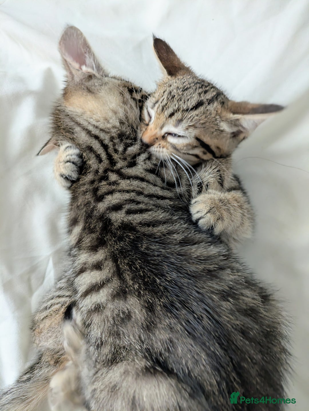 Bengal cats for sale: Spotted Bengal kittens ready now - Advert 7