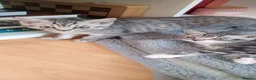 British Shorthair cats for sale: Beautiful Silver Spotted and Silver Tabby kittens. - Advert 8