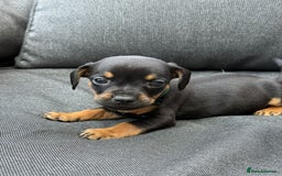 Mixed Breed dogs for sale: ONE LEFT REDUCED French wieners-Frenchie/dashhound - Image 16