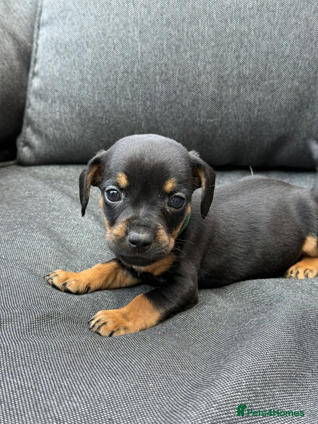 Mixed Breed dogs for sale: ONE LEFT REDUCED French wieners-Frenchie/dashhound - Image 16