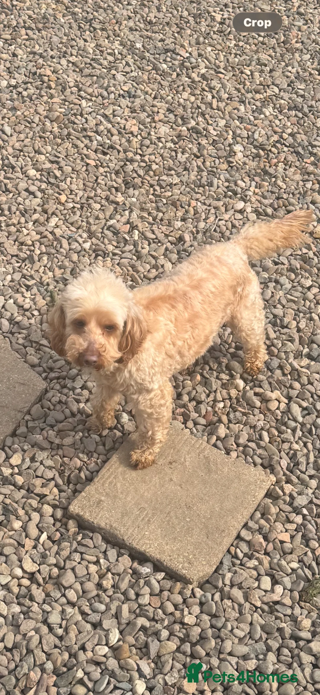 Cockapoo dogs for sale: Stunning Cockapoo - Advert 2