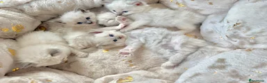 Ragdoll 3