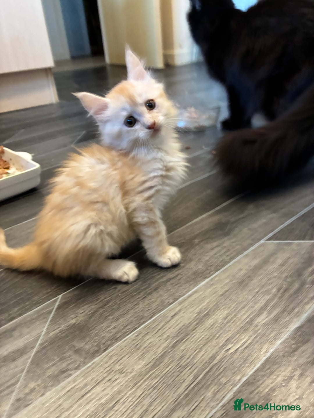 Maine Coon cats for sale: Maine coon  - Advert 11