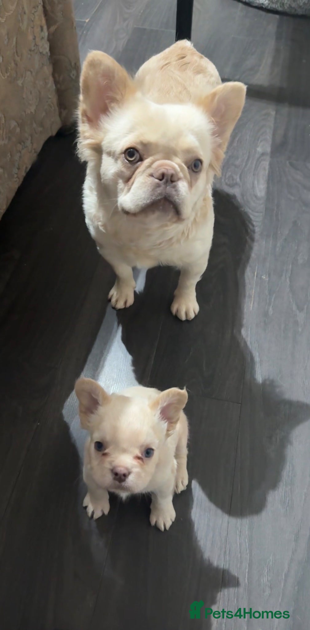 French Bulldog dogs for sale: The Male is having chocolate testable gene - Advert 1