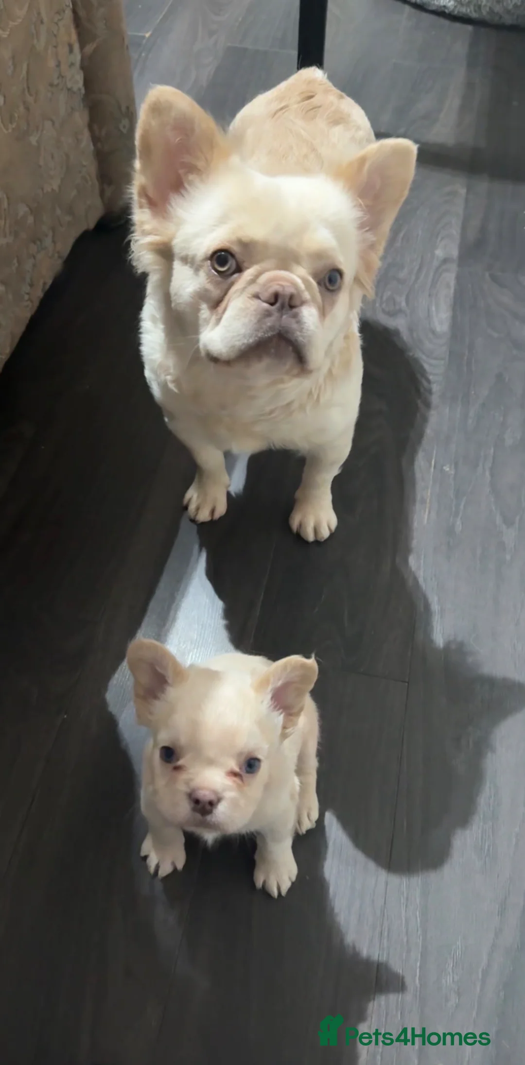 French Bulldog dogs for sale: The Male is having chocolate testable gene - Advert 1