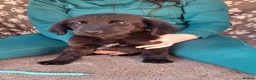 Mixed Breed dogs for sale: Health tested Flatcoat x golden retriever puppies. - Advert 9
