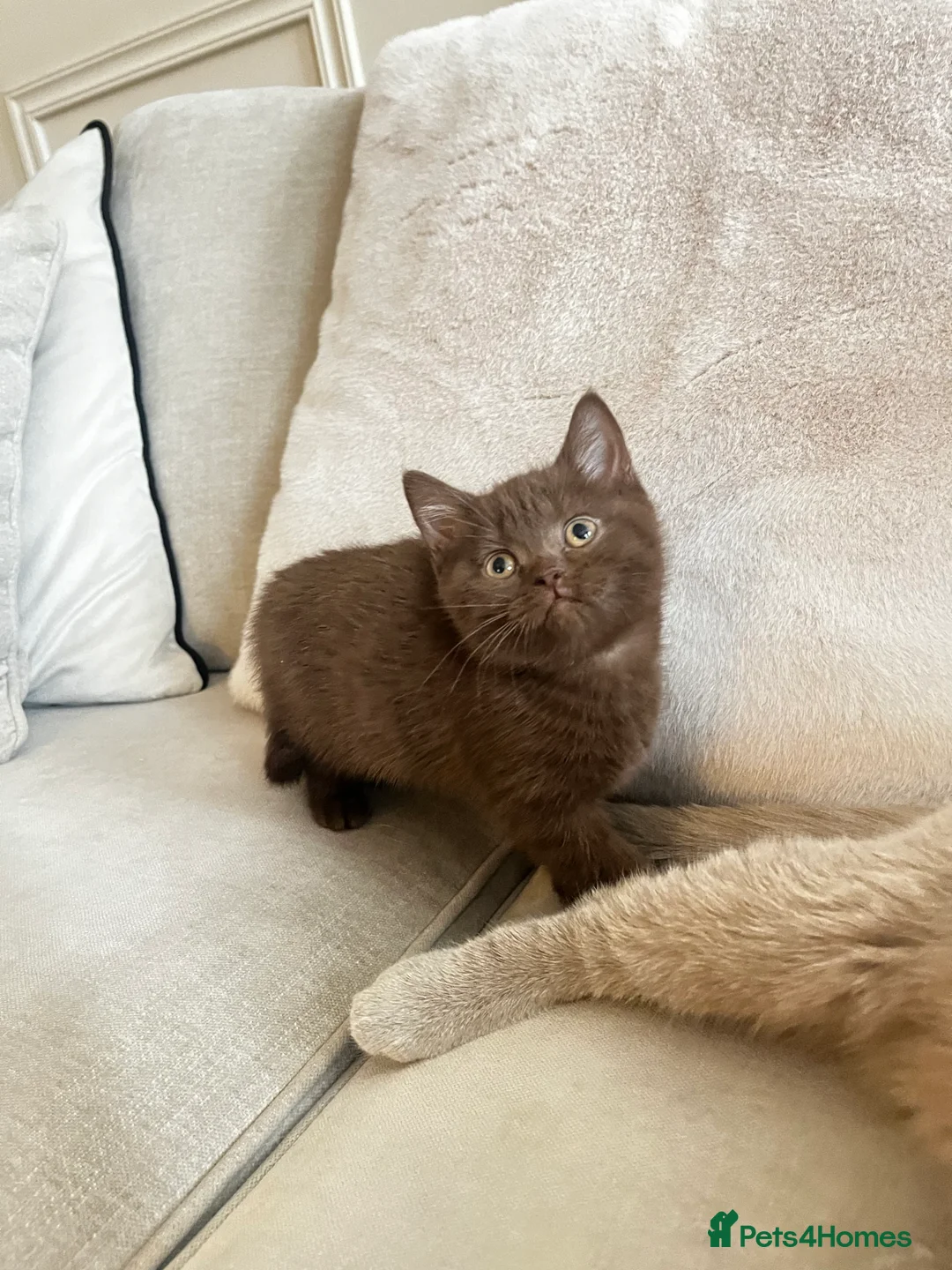 British Shorthair cats for sale: 🏆 Cinnamon kittens due waiting list 🐱 - Advert 7