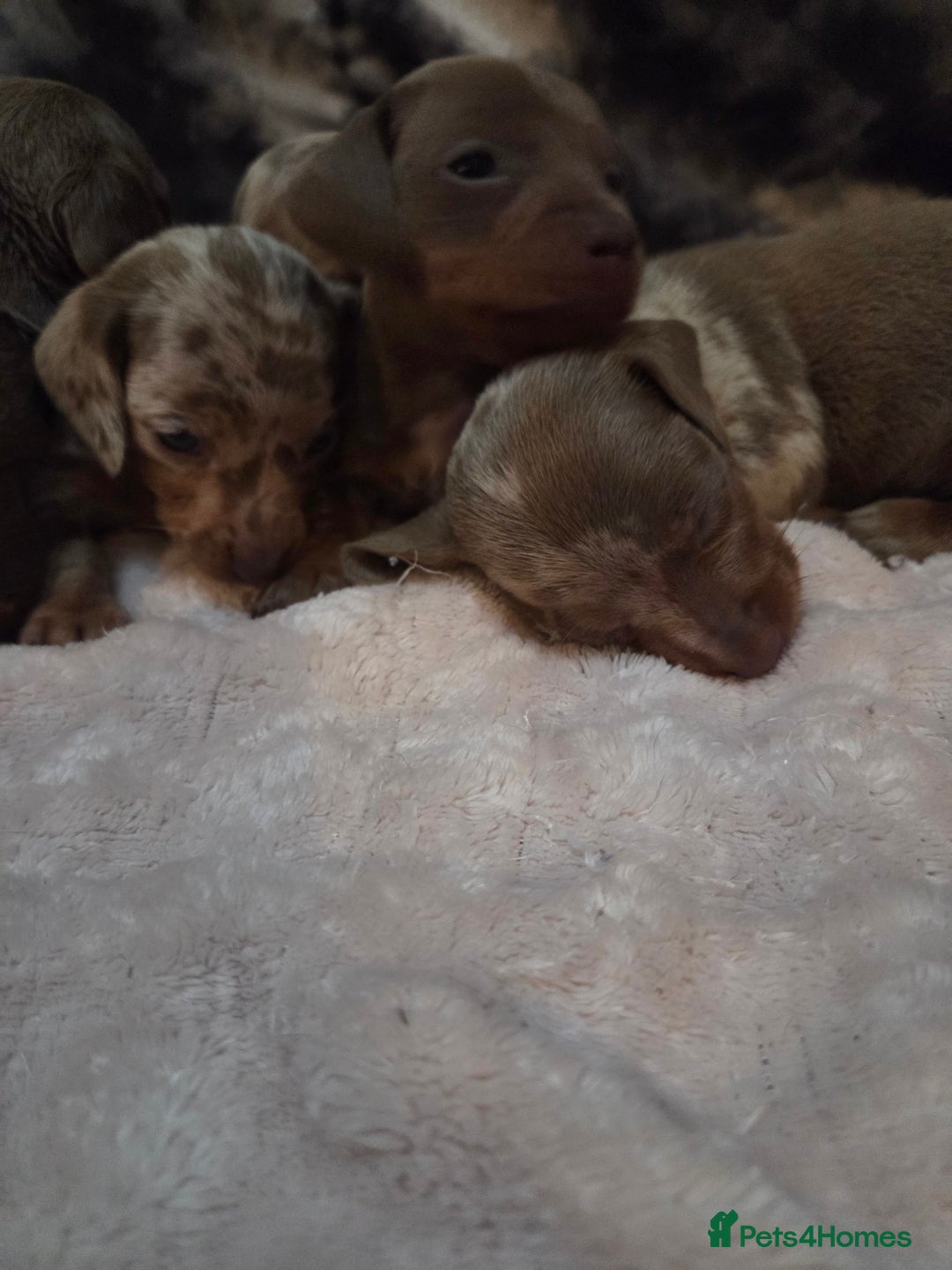 Miniature Dachshund dogs for sale: Miniature dachshund pups KC Reg - Advert 13