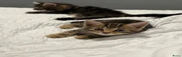 Mixed Breed cats for sale: BEAUTIFUL HOME REARED TABBY KITTENS ready 19/08/26 - Advert 6