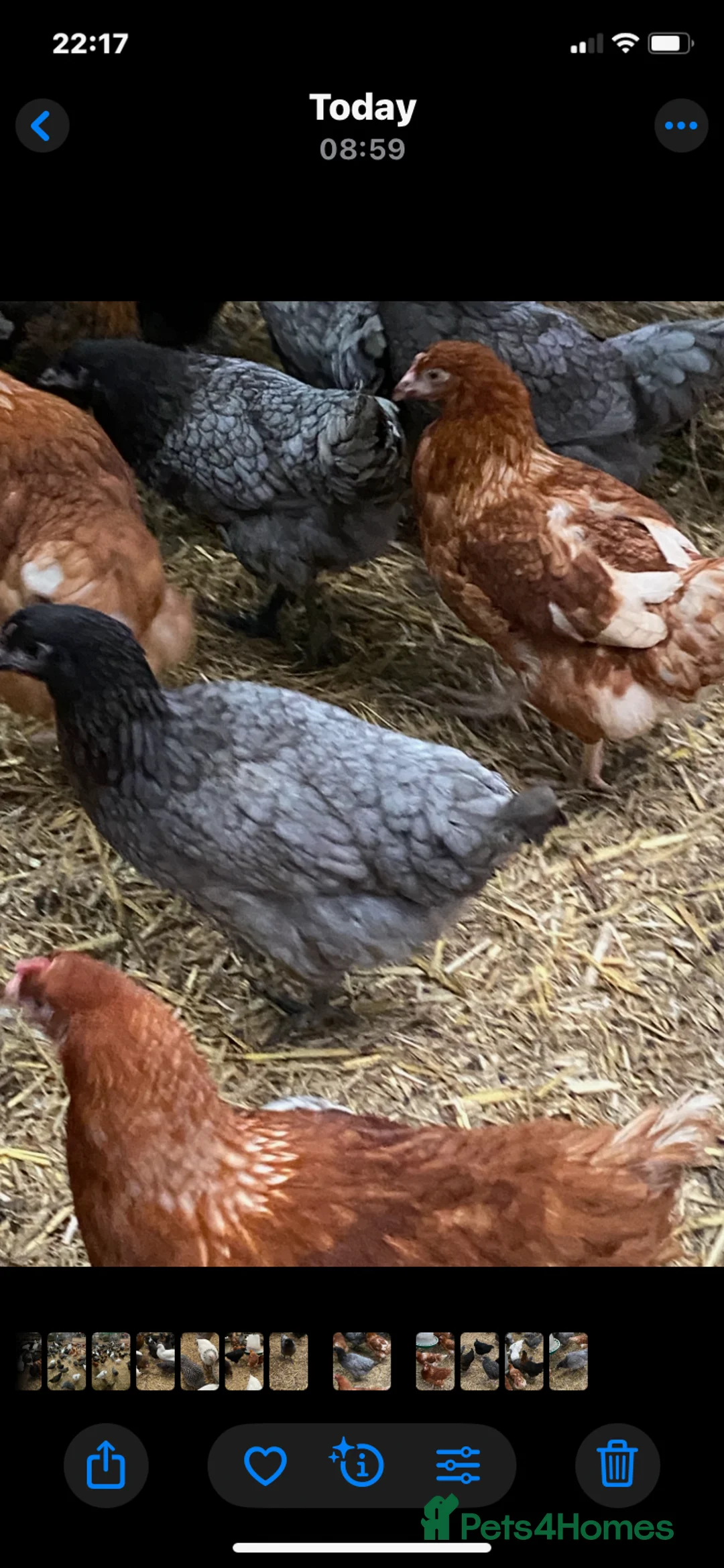 Hens poultry for sale: Point of lay hens in Grange-over-Sands - Advert 1