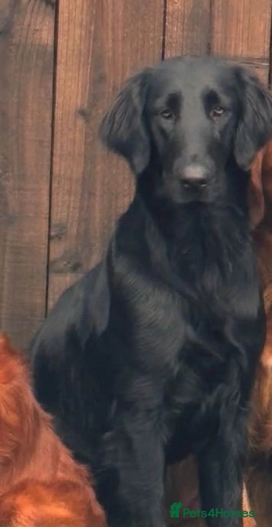 Mixed Breed dogs for sale: Stunning and rare, Flat Coat X Golden Retrievers - Advert 2