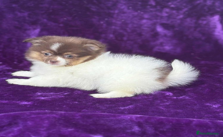 Pomeranian dogs - Advert 14