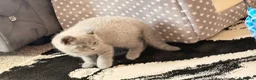 British Shorthair cats for sale: Kitten for sale Girl British short hair  - Advert 8