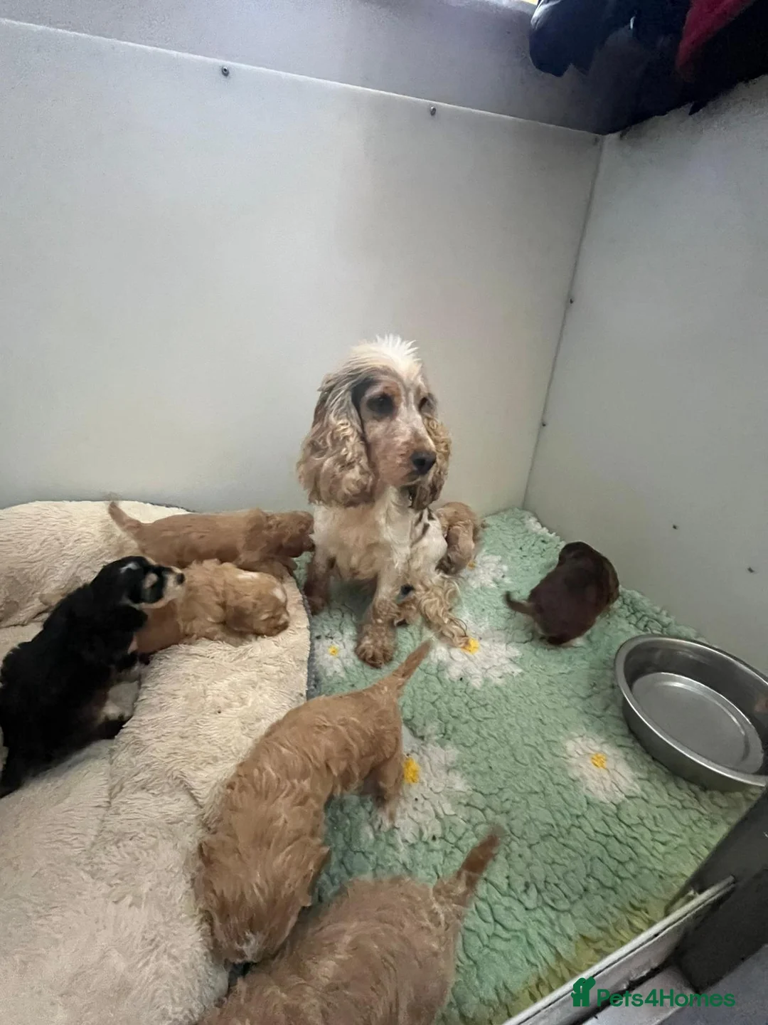Cockapoo dogs for sale: 8 gorgeous f1 dna tested clear cockerpoos - Advert 2