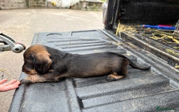 Dachshund dogs for sale: Wirehaired Dachshund (Teckel) Pups  - Image 5