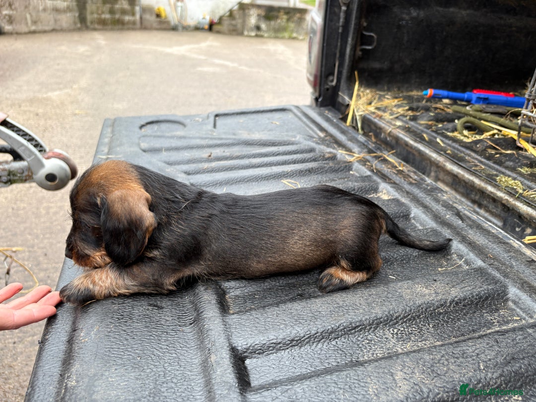 Dachshund dogs for sale: Wirehaired Dachshund (Teckel) Pups  - Image 5