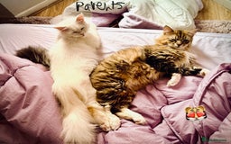 Siberian cats for sale: Pure White Siberian Boy - Image 19