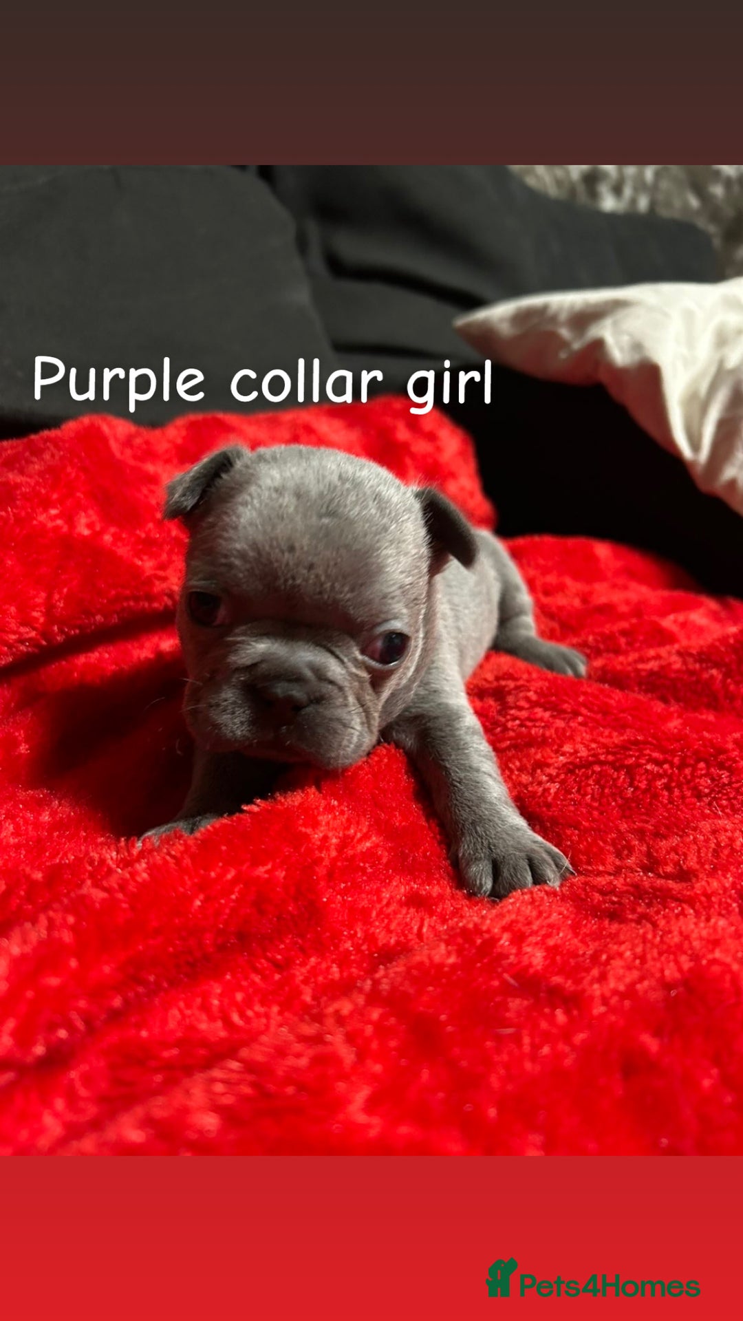 French Bulldog dogs for sale: Pure breed french bulldog  - Advert 11