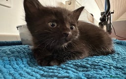 Ragdoll cats for sale: Beautiful Ragdoll X Kittens  - Image 4