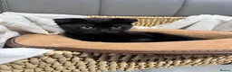 Scottish Fold cats for sale: Wednesday and Jackson - Advert 24