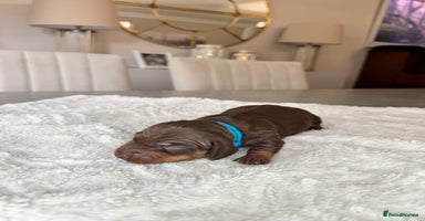 Miniature Dachshund dogs for sale in Cleckheaton - Advert 4