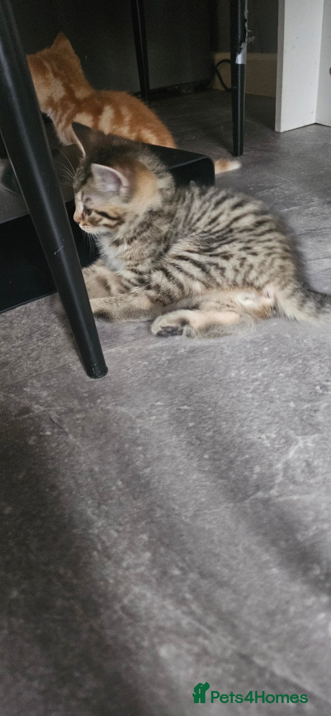 Mixed Breed cats for sale: Mainecoon bloodline  - Advert 7