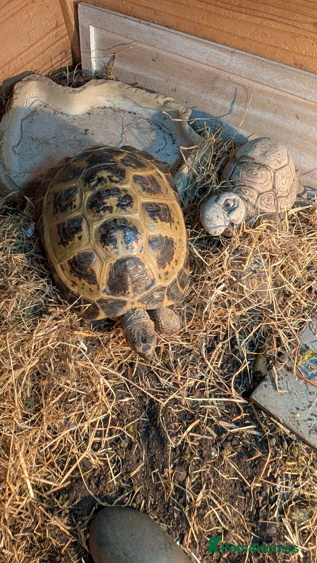Tortoise reptiles for sale: Horsfield tortoise  - Advert 2