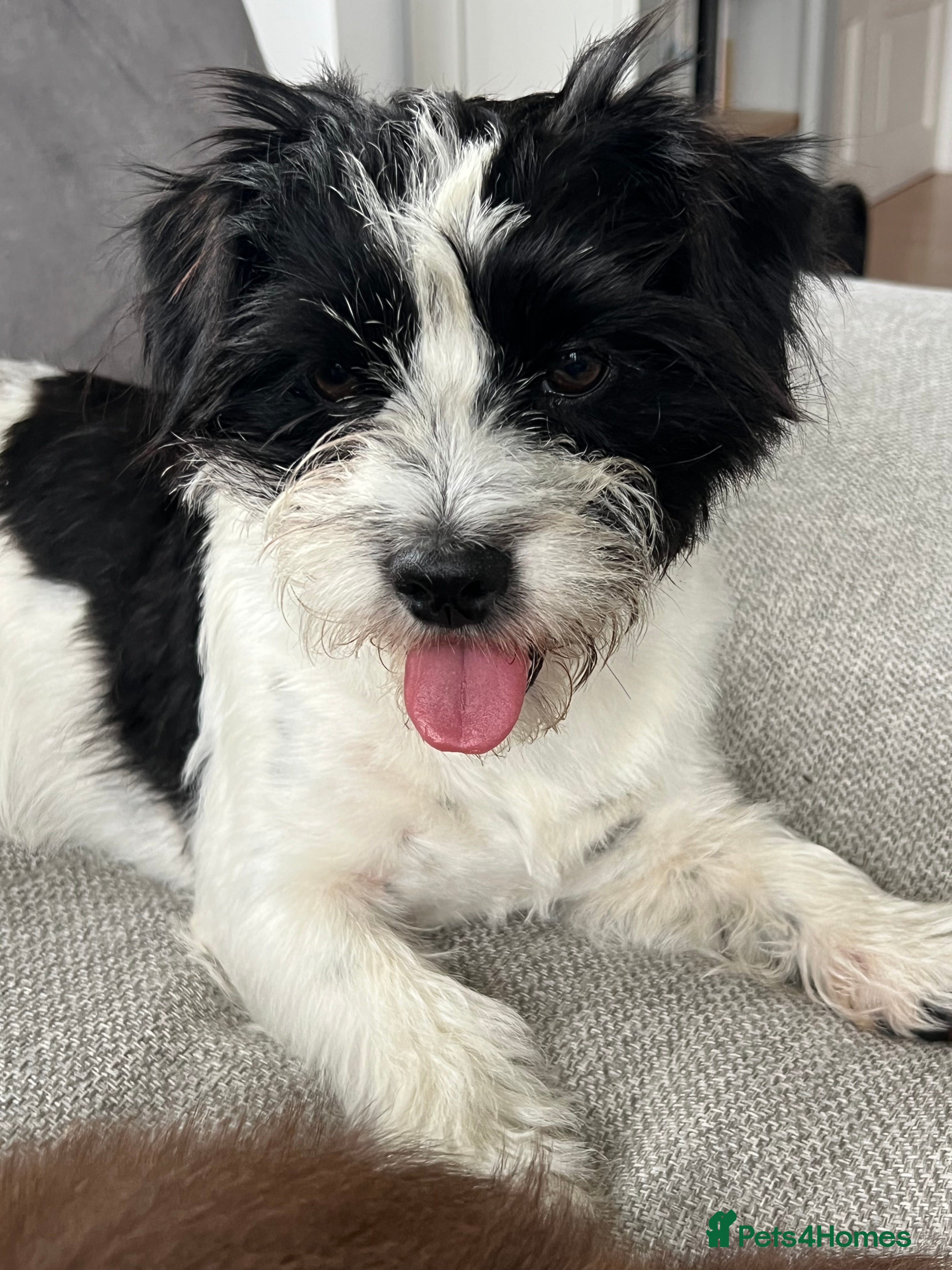 Mixed Breed dogs Beautiful masking for a loving home  - Advert 1