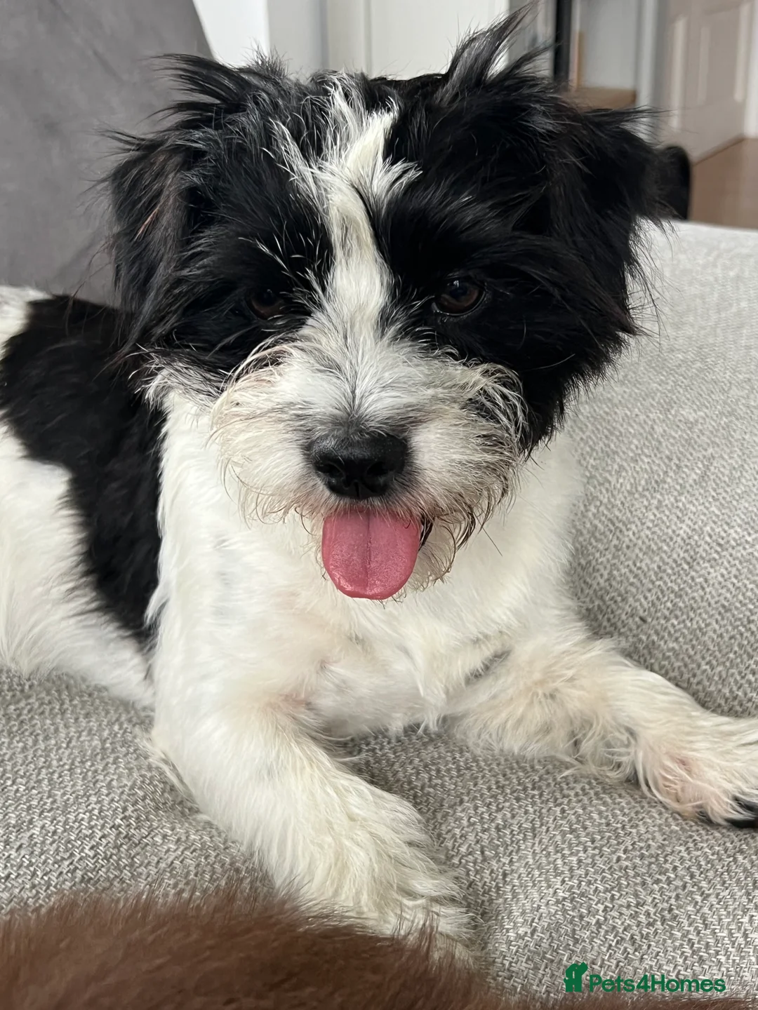 Mixed Breed dogs for sale: Beautiful max looking for a forever home - Advert 1